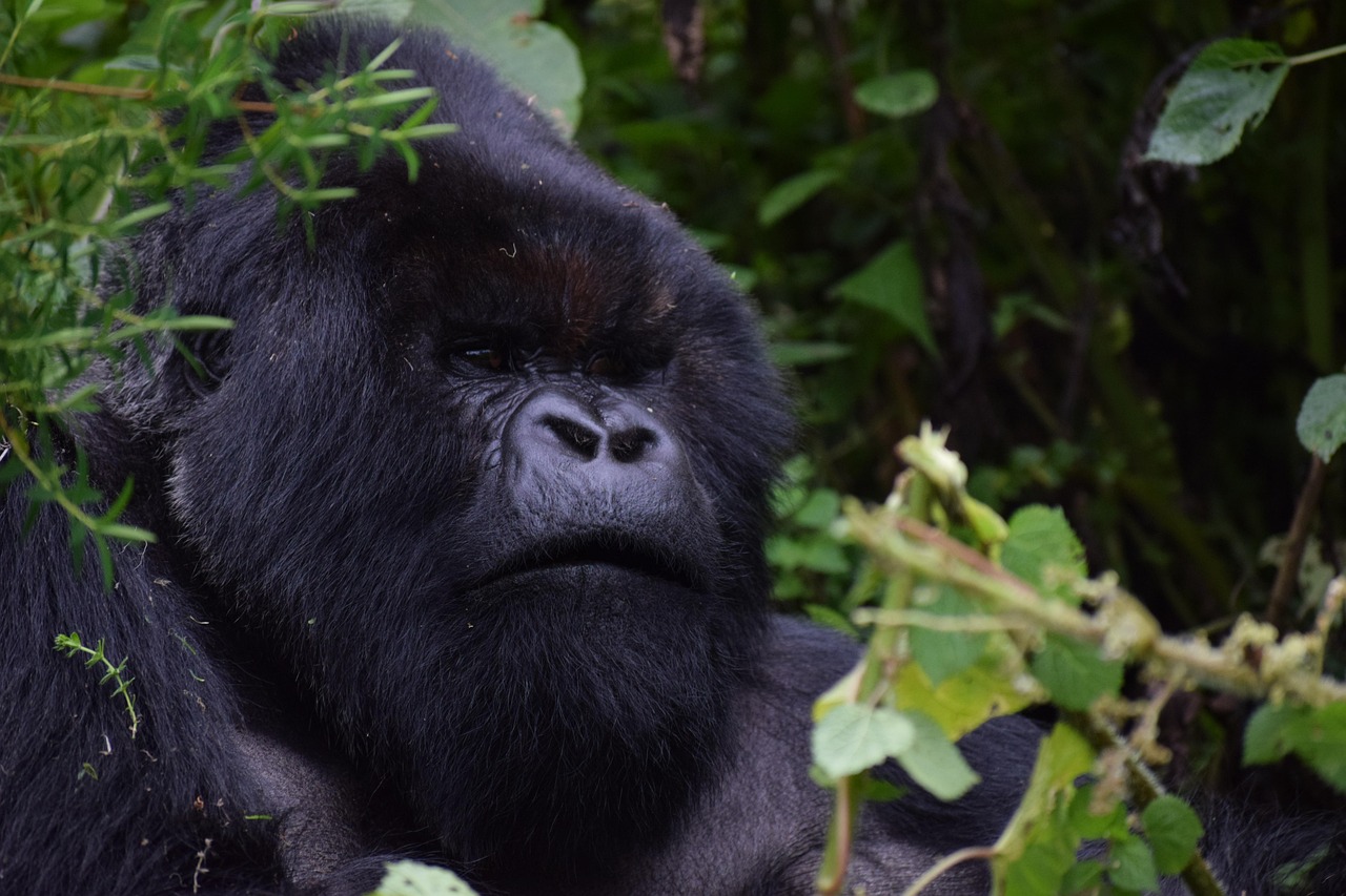 Mountain gorilla trekking encounter